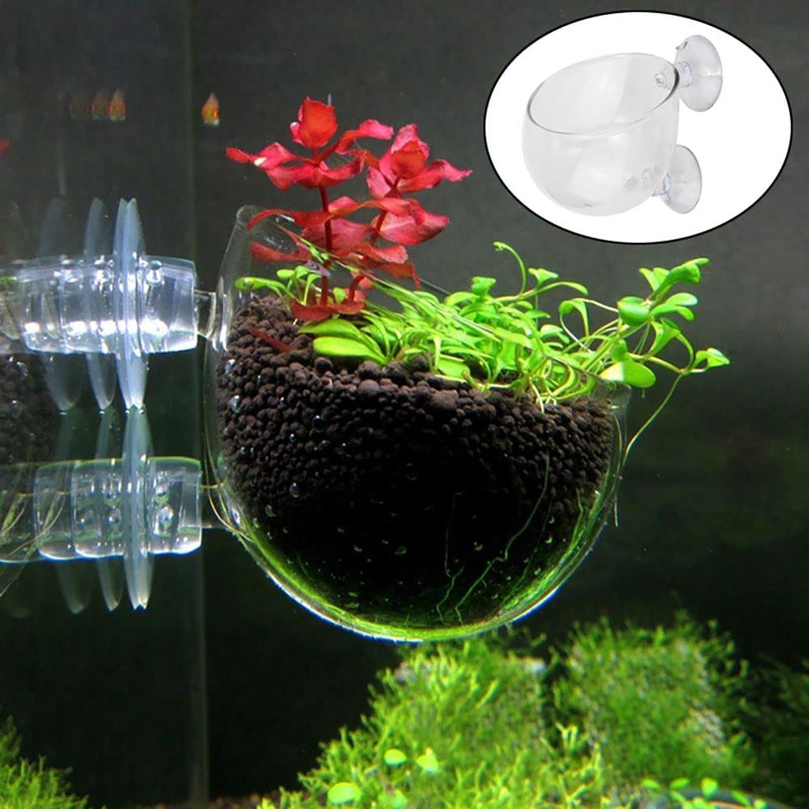 Aquarium Plant Pot Glass Cylin - Aquarium Planted Seeds 评论和价格