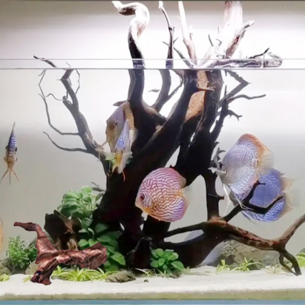Creative Irregular Shape Coral - Planted Aquarium Media 评论和价格