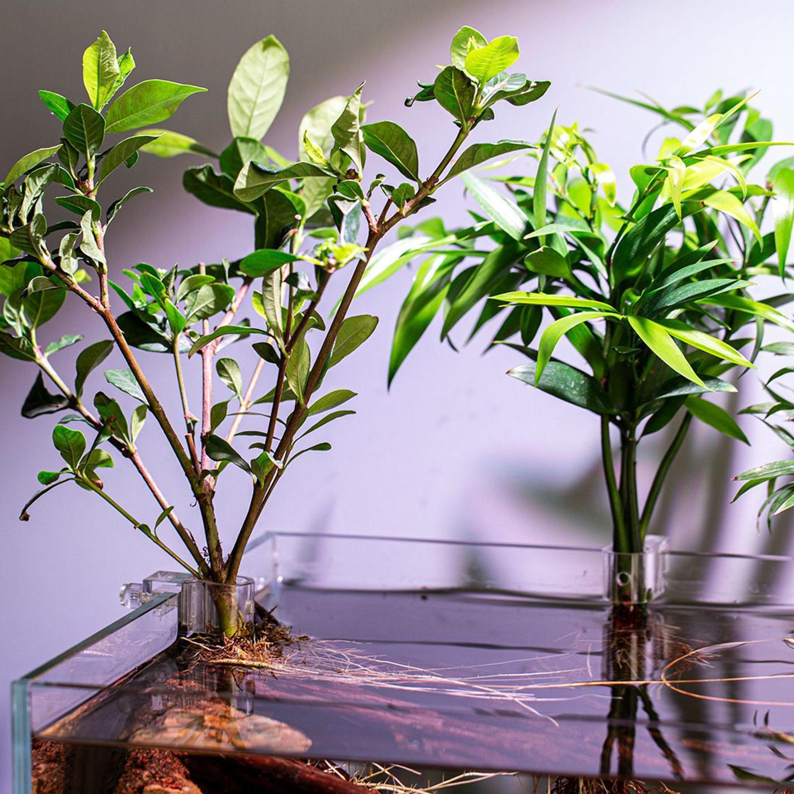 6pcs Aquarium Plant Holders Cl - Aquarium Plant Diseases 评论和价格