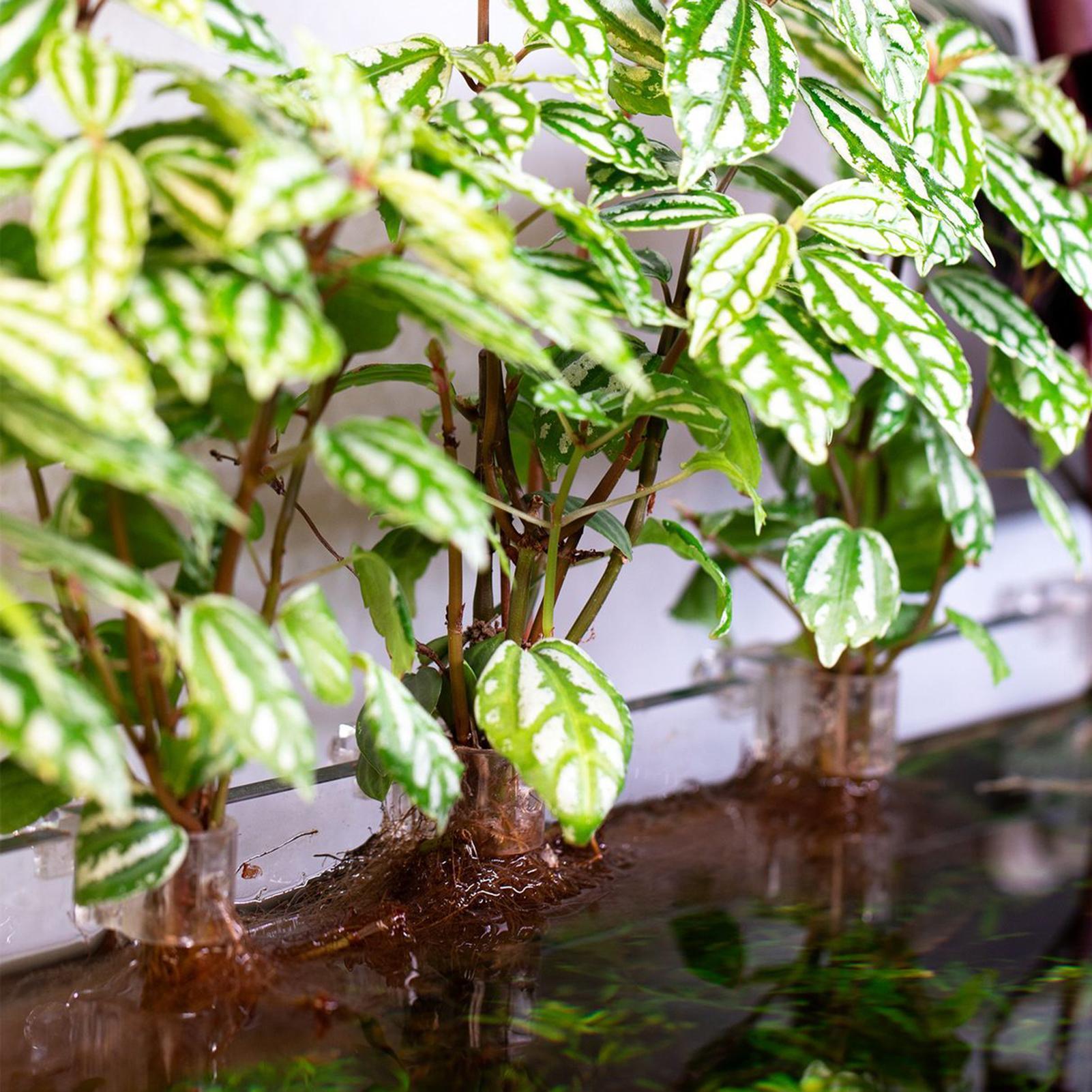 6pcs Aquarium Plant Holders Cl - Aquarium Plant Diseases 评论和价格