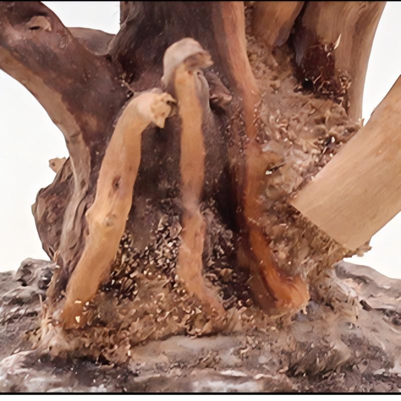 1PC Aquarium Landscaping Wood  - Planted Aquarium Media 评论和价格