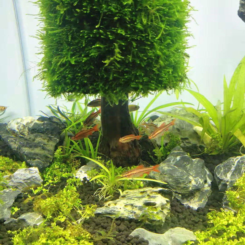 Aquarium Decoration Aquatic Pl - Aquarium Planted Seeds 评论和价格