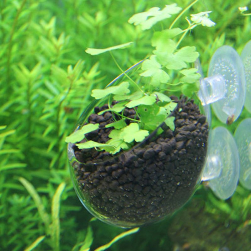 Aquarium Hanging Plant Pot Gla - Aquarium Planted Seeds 评论和价格